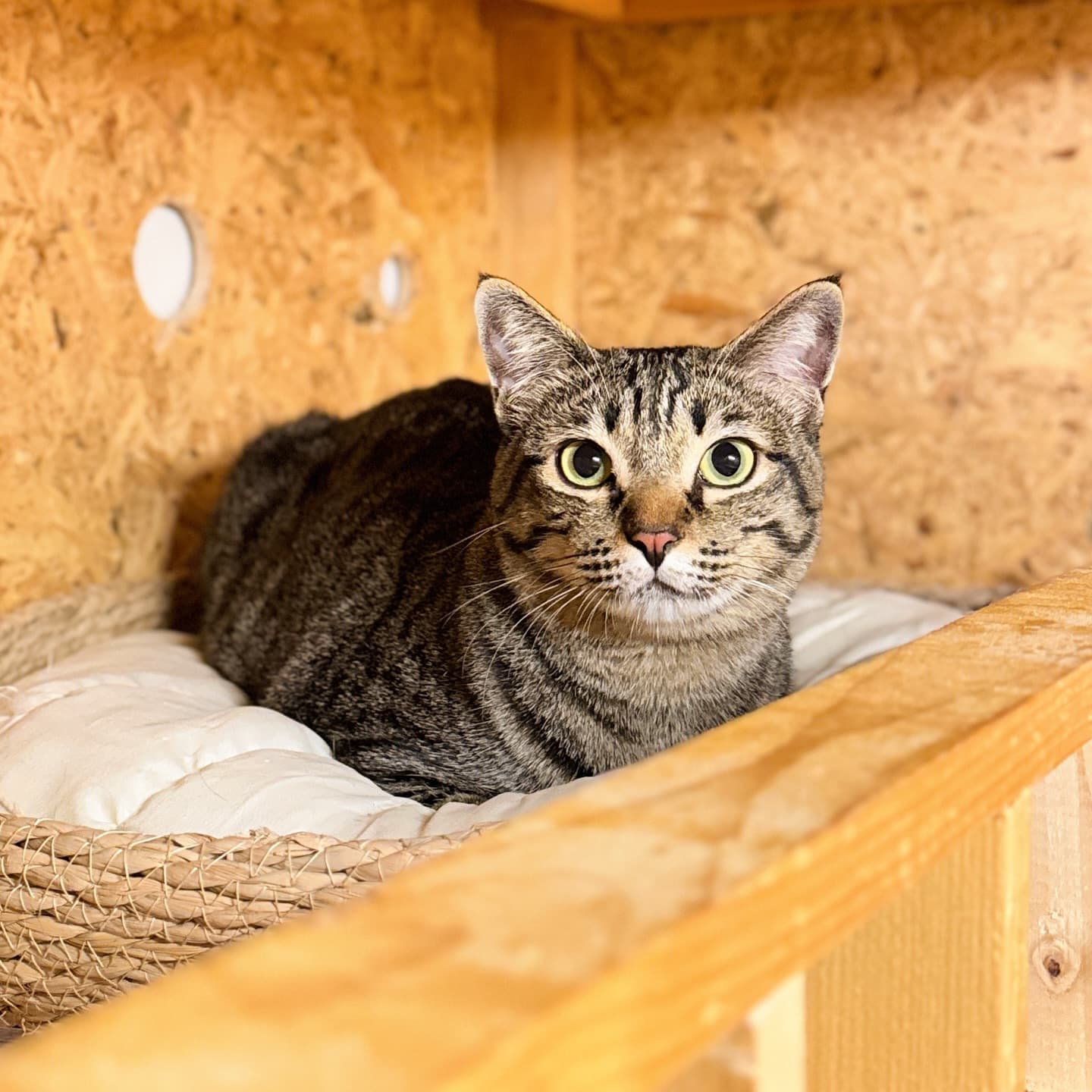 Guest cat at Cat Lover Hotel 1