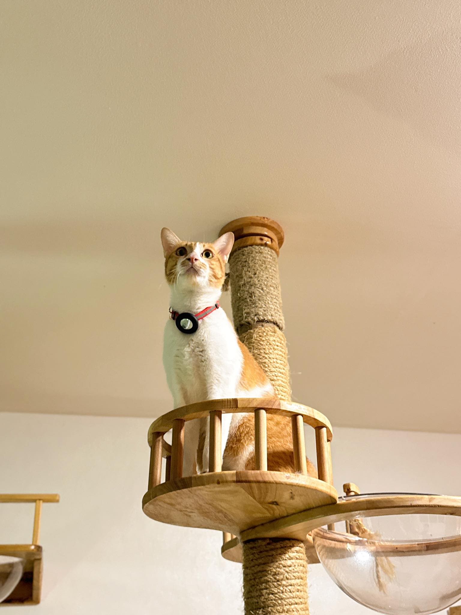 Guest cat at Cat Lover Hotel 2