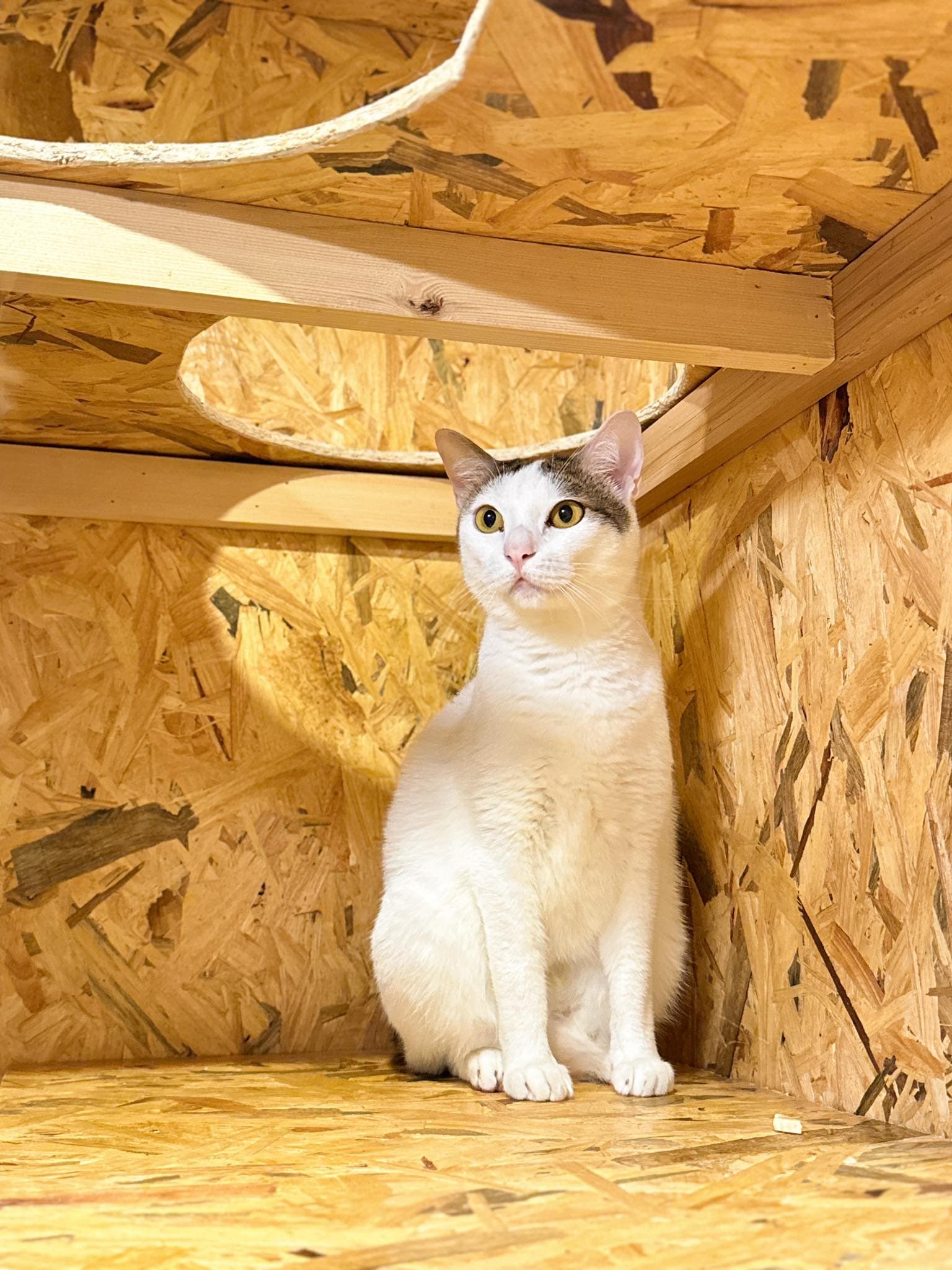 Guest cat at Cat Lover Hotel 3