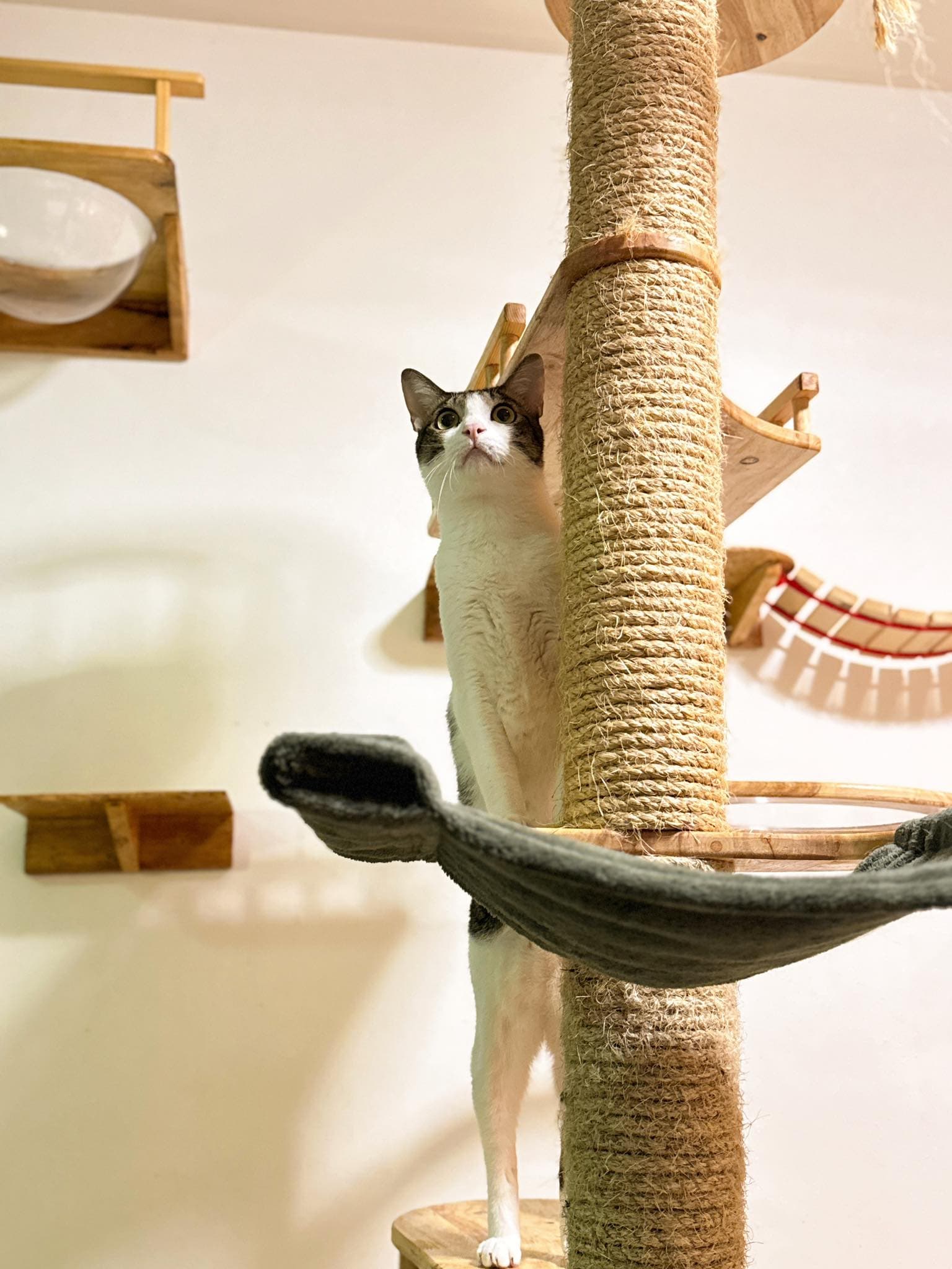 Guest cat at Cat Lover Hotel 4