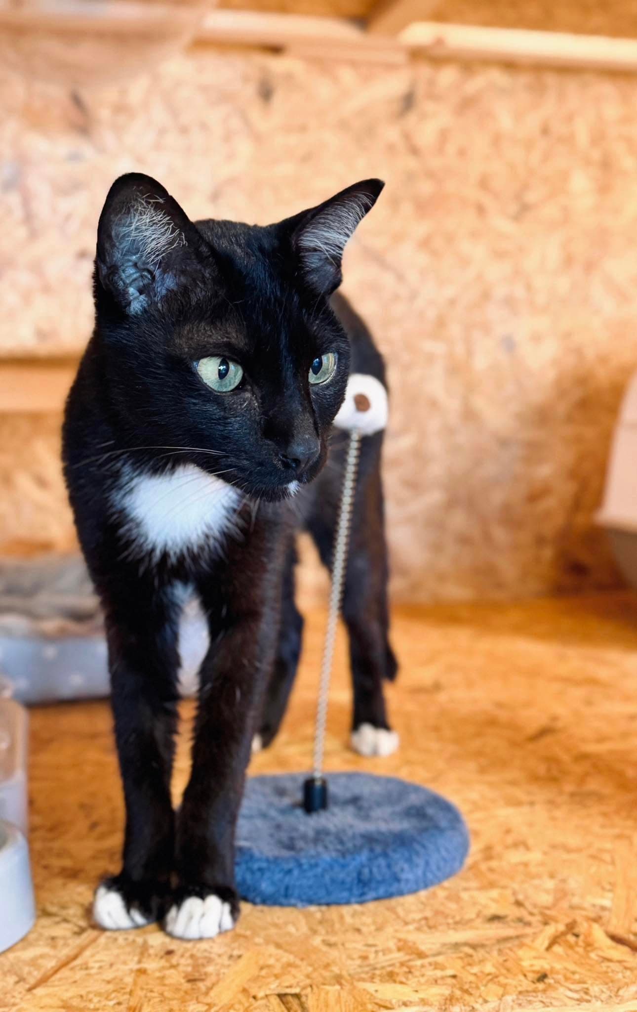 Guest cat at Cat Lover Hotel 6