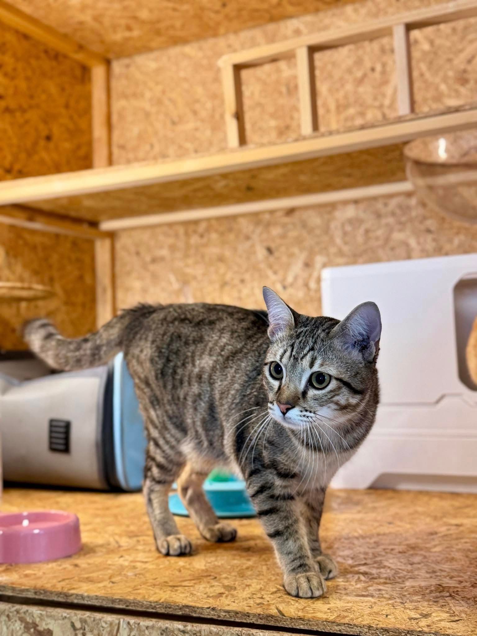 Guest cat at Cat Lover Hotel 8