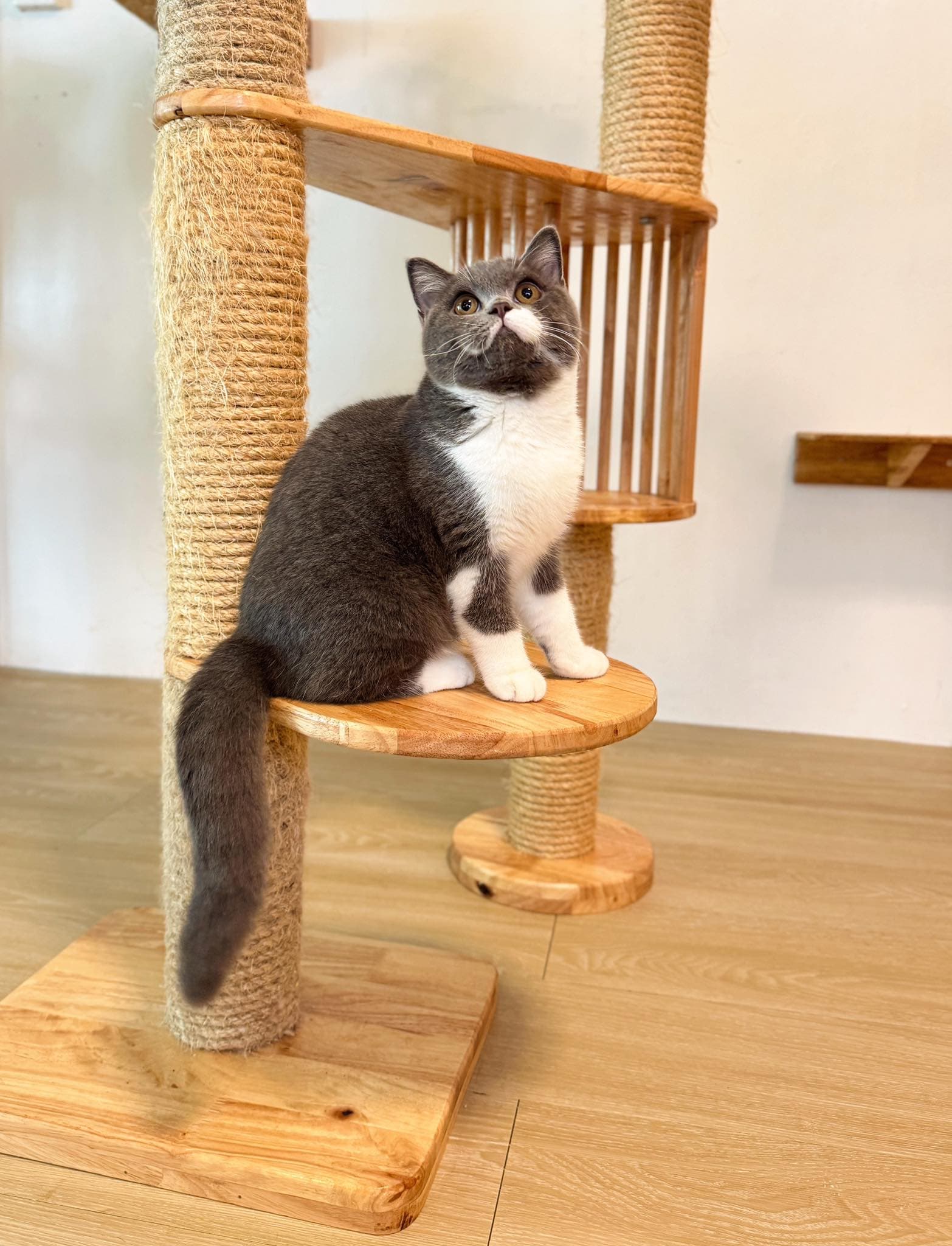 Guest cat at Cat Lover Hotel 11