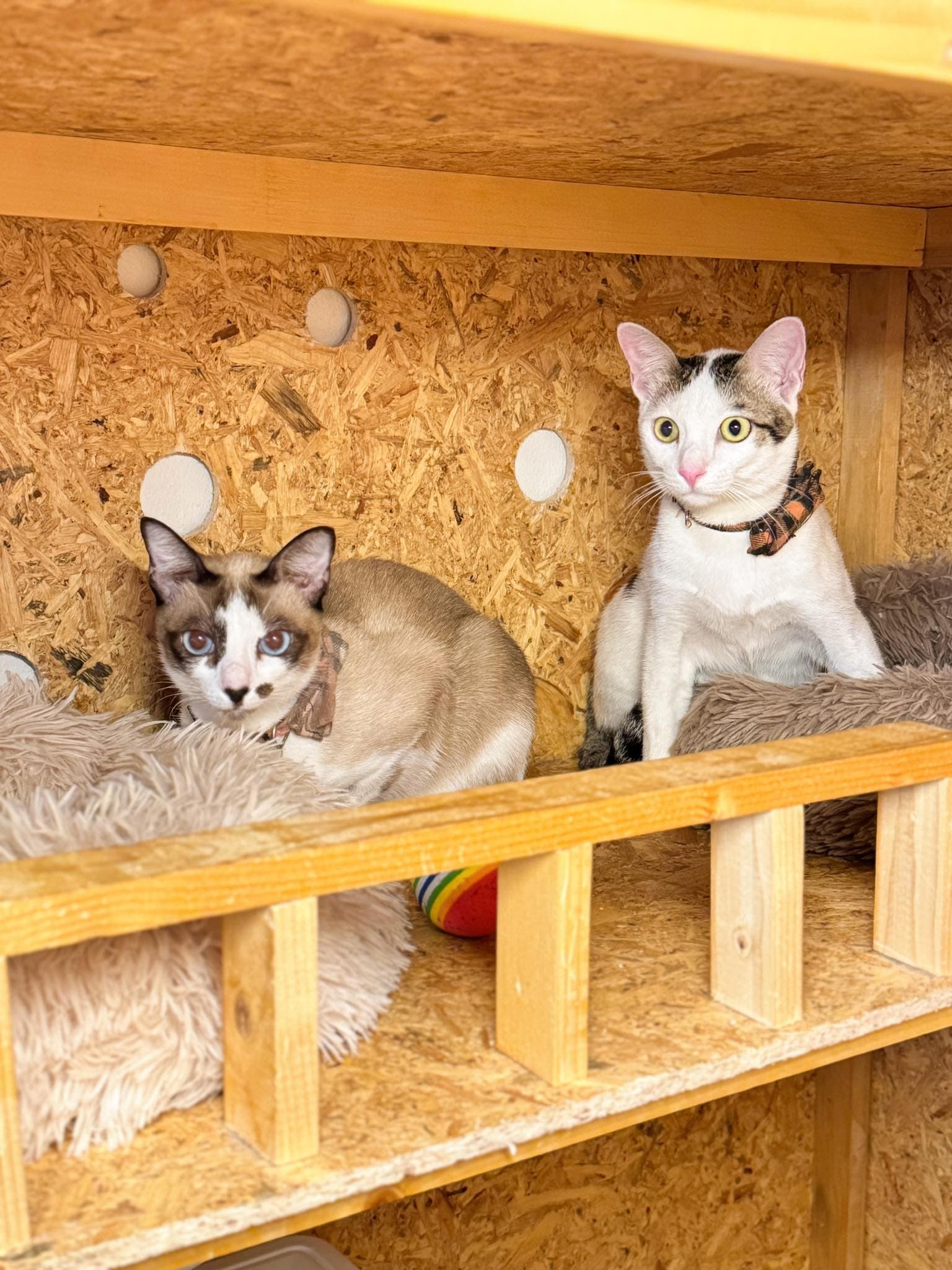 Guest cat at Cat Lover Hotel 13