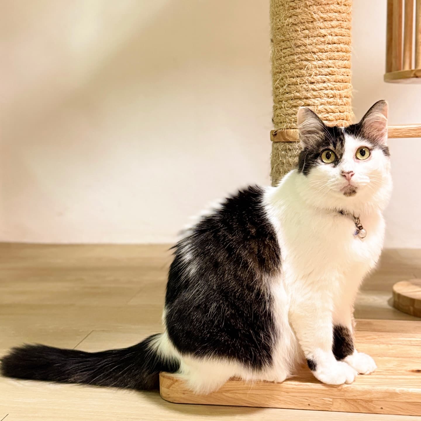 Guest cat at Cat Lover Hotel 14