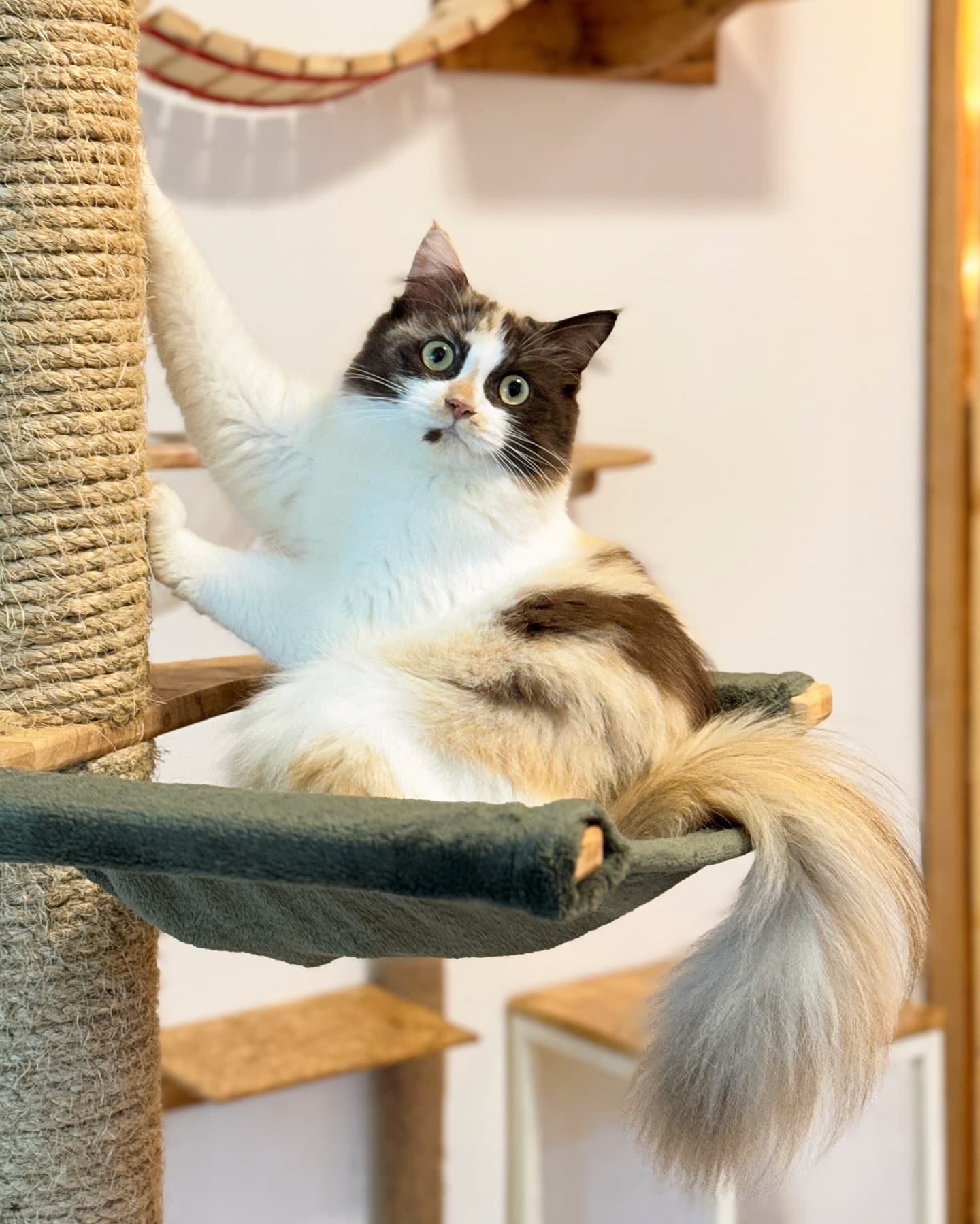Guest cat at Cat Lover Hotel 15