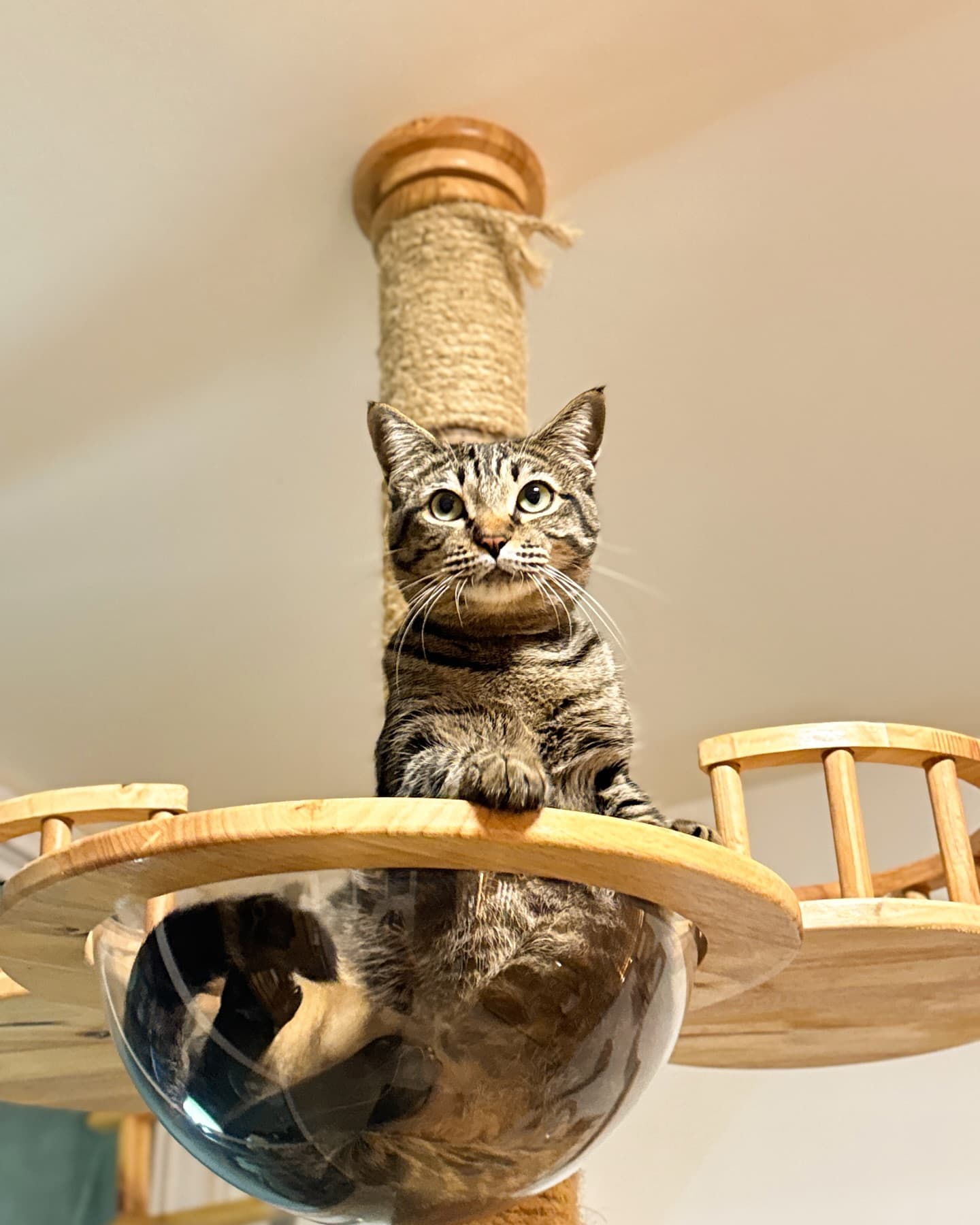 Guest cat at Cat Lover Hotel 16