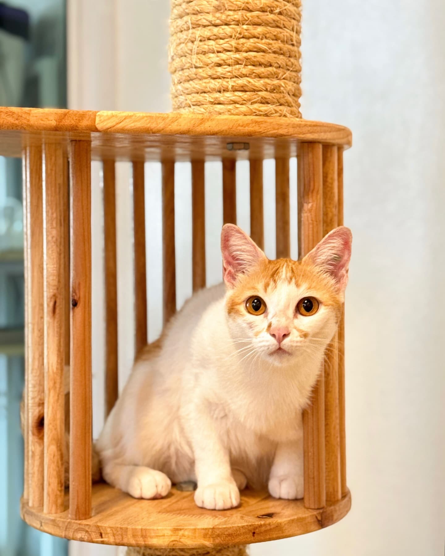 Guest cat at Cat Lover Hotel 17