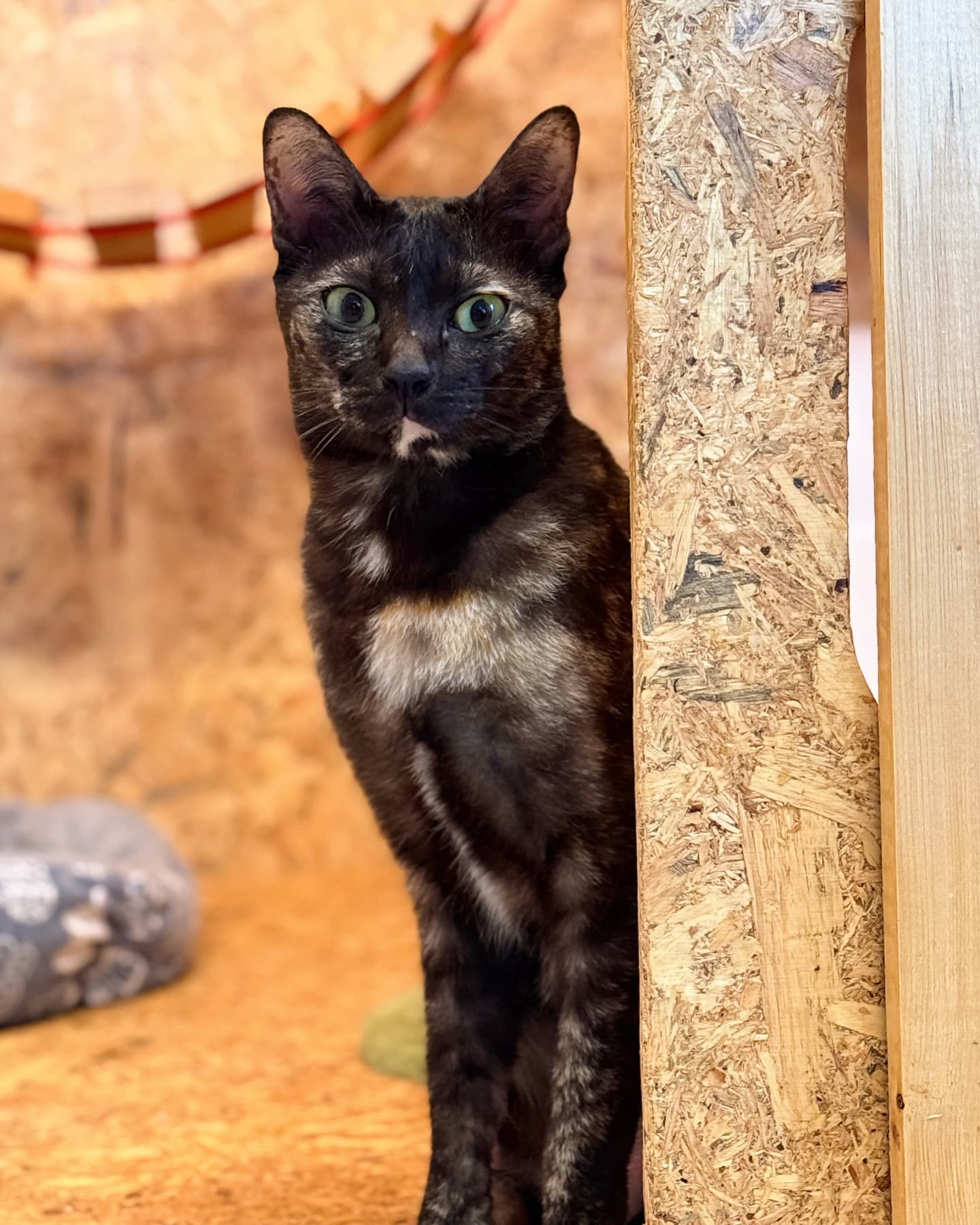 Guest cat at Cat Lover Hotel 18