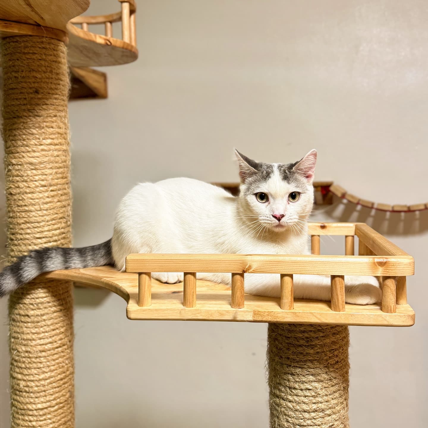 Guest cat at Cat Lover Hotel 19