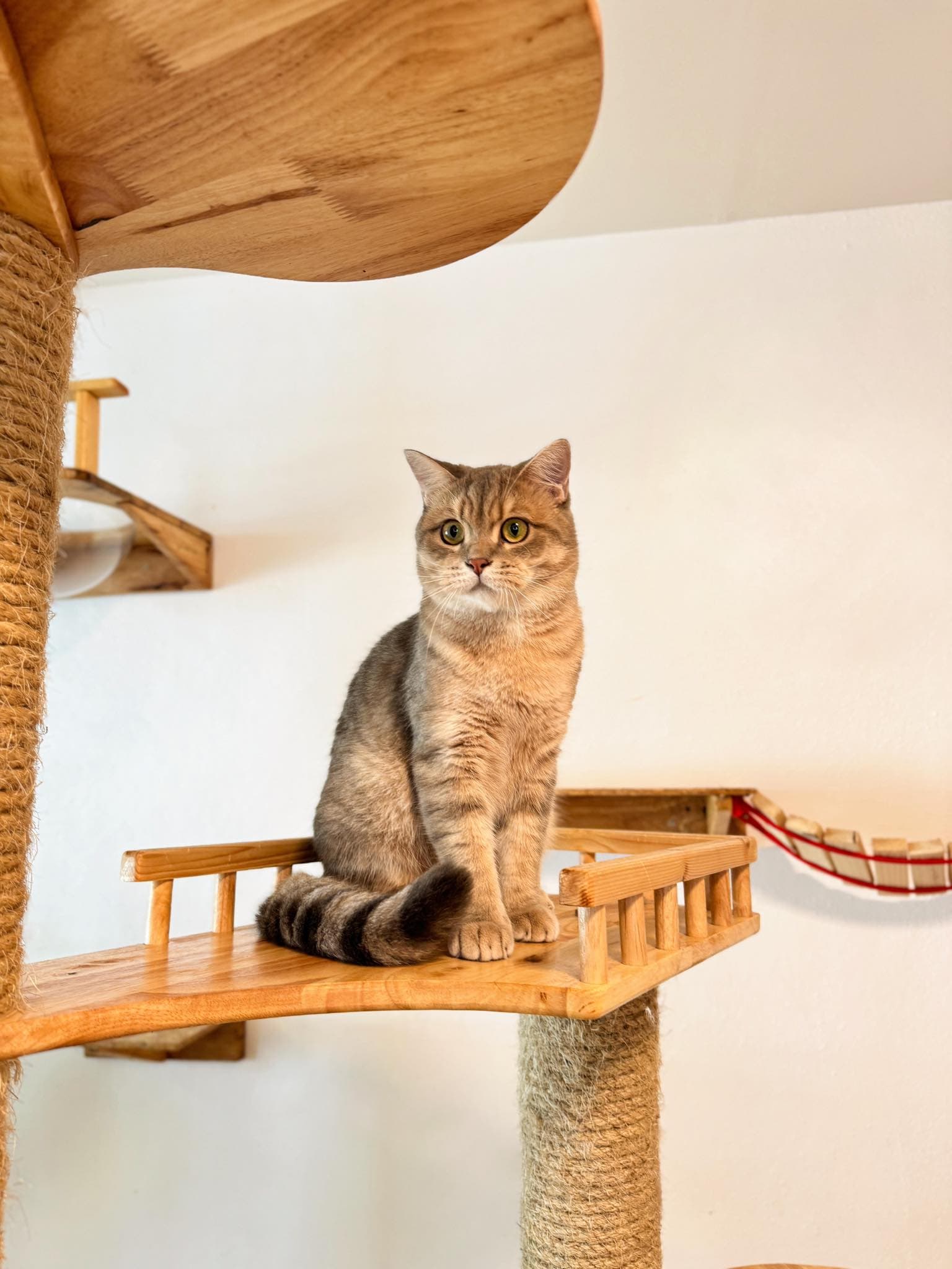Guest cat at Cat Lover Hotel 20
