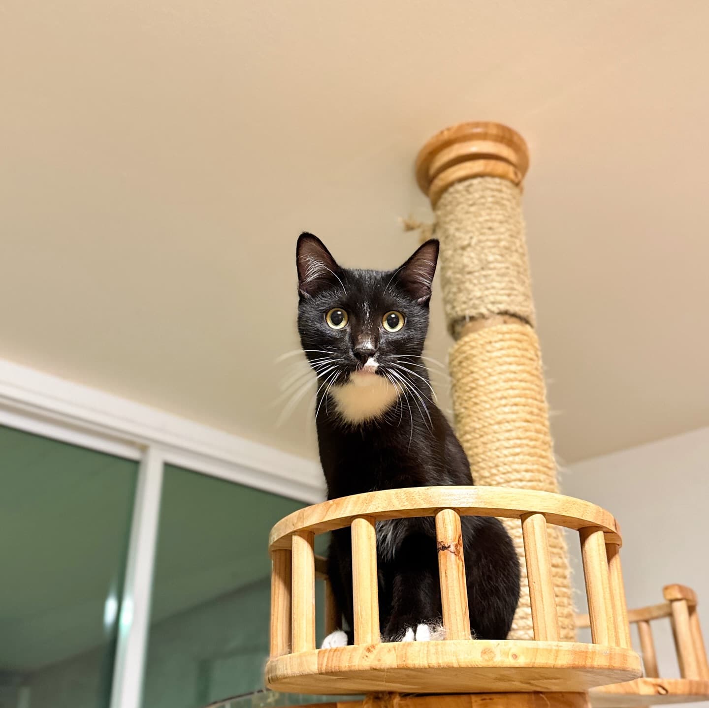 Guest cat at Cat Lover Hotel 21