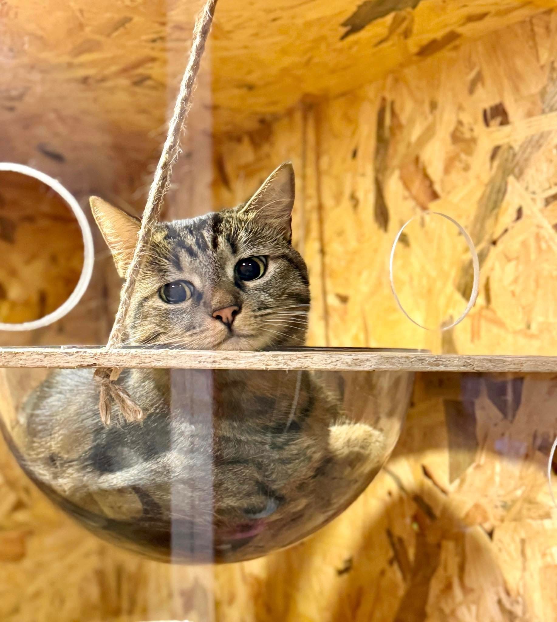 Guest cat at Cat Lover Hotel 22