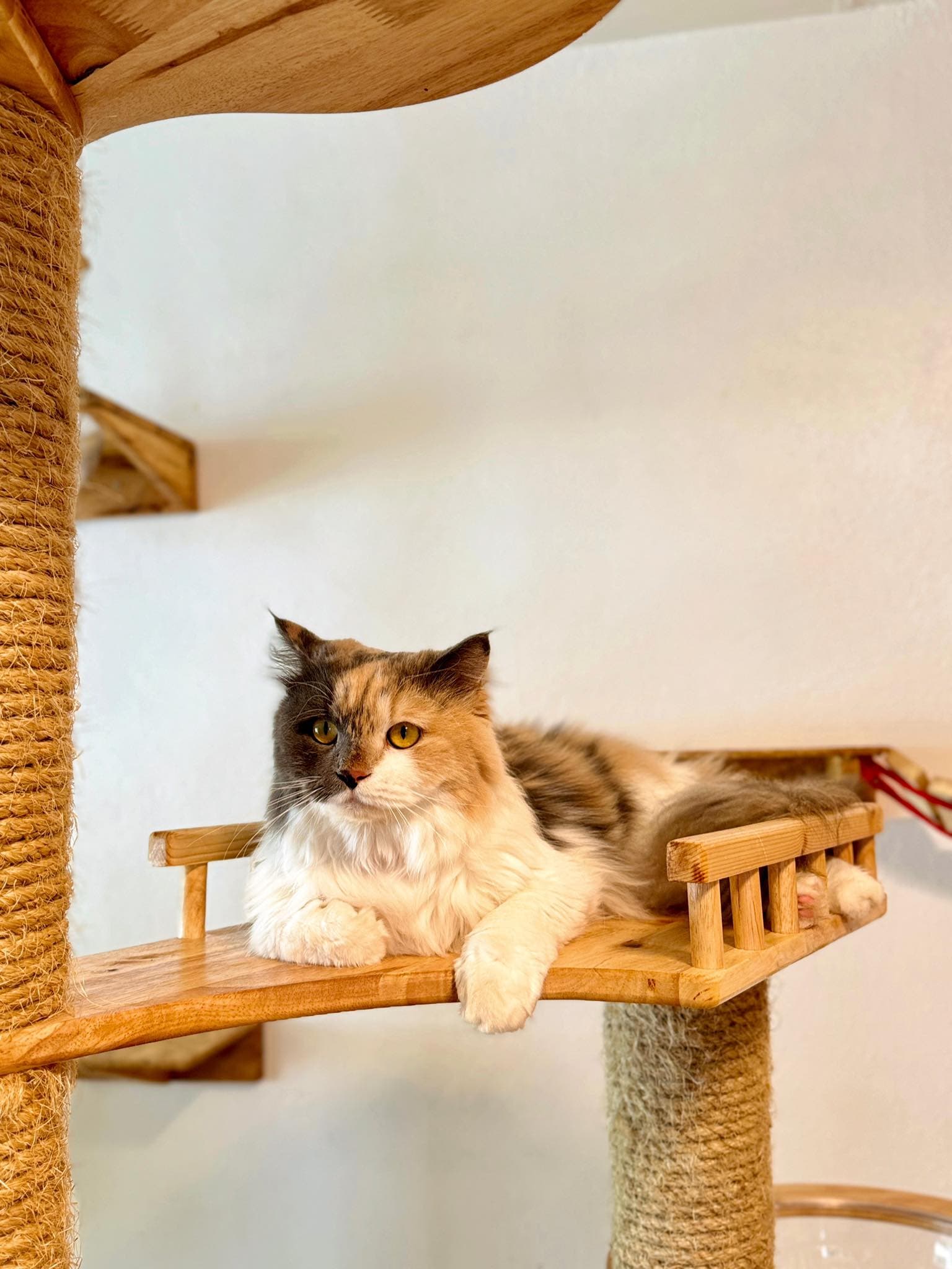Guest cat at Cat Lover Hotel 23
