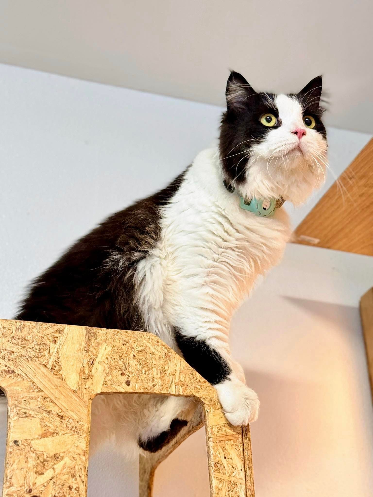 Guest cat at Cat Lover Hotel 24