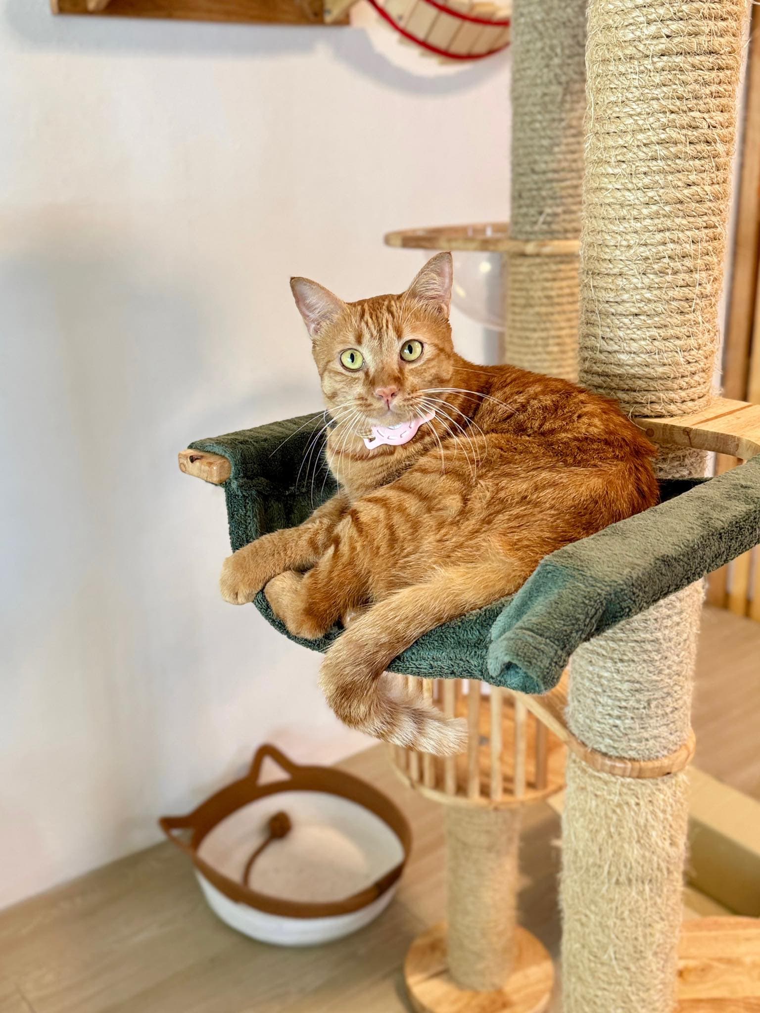 Guest cat at Cat Lover Hotel 25