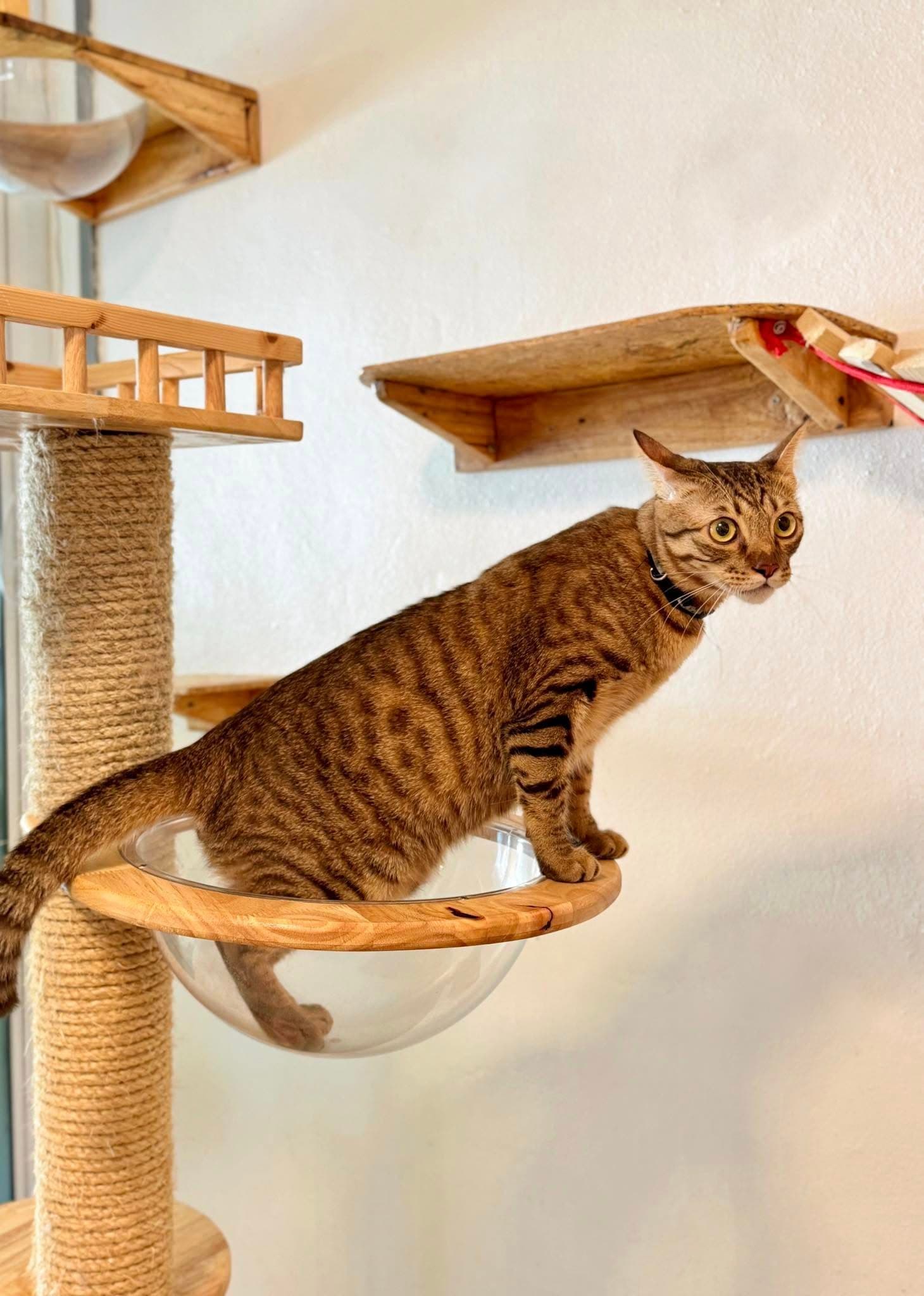 Guest cat at Cat Lover Hotel 26