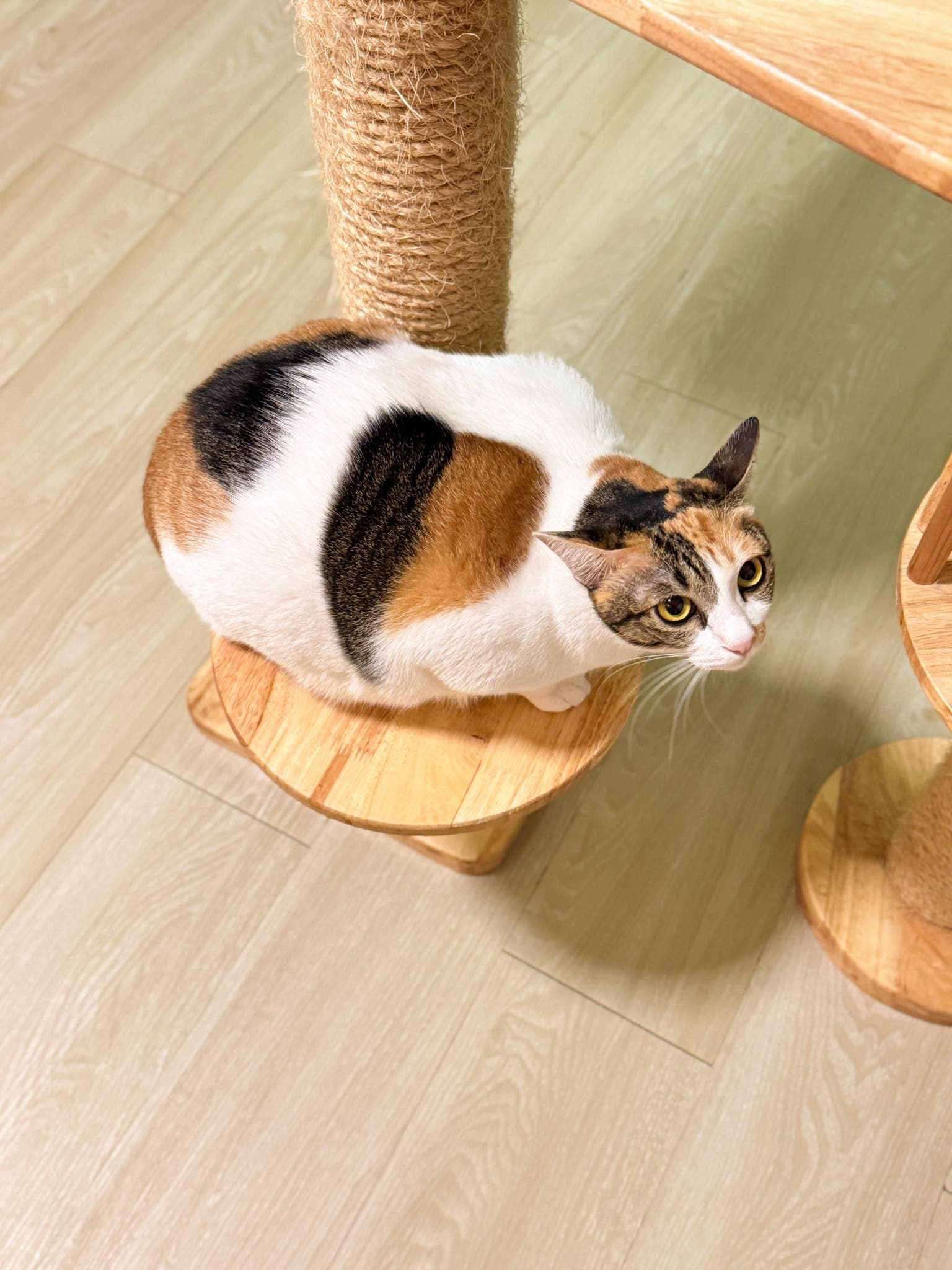 Guest cat at Cat Lover Hotel 27